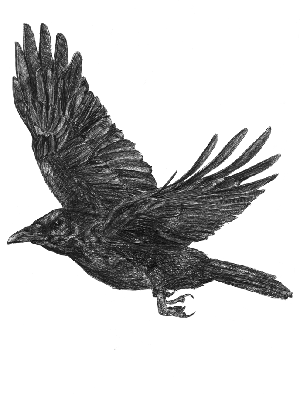 Corvus the Crow